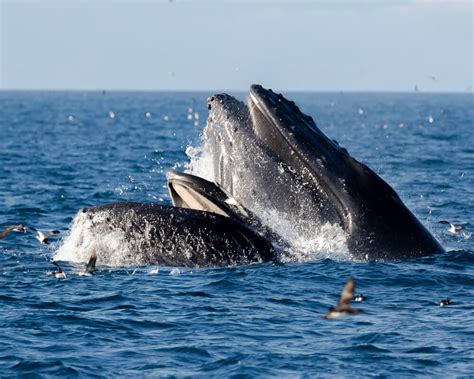 whale watching ventura channel islands